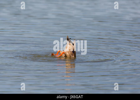 Coda di dedicarmi naturale duck mentre l'alimentazione dal basso (Anas platyrhynchos) Foto Stock