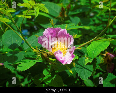 Fiori selvaggi cespugli di rose nel cantiere di Mosca, distretto sud-ovest Foto Stock