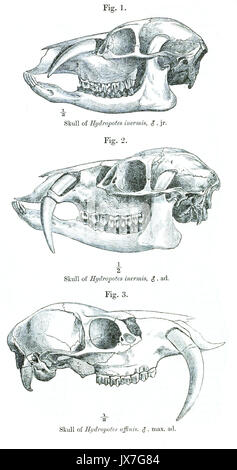 HydropotesInermisSkull Foto Stock