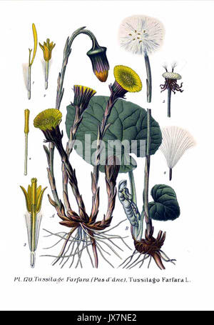 170 Tussilago farfara L Foto Stock