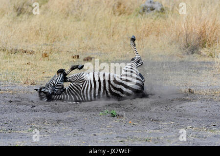 Le pianure Zebra (aka Burchell's Zebra), Equus burchellii, a Linyanti Riserva Naturale nel nord del Botswana. Foto Stock