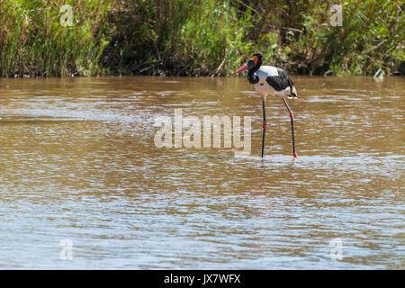 A sella fatturati Stork, Ephippiorhynchus senegalensis, Sabi Sand riserva a MalaMala, Sud Africa. Foto Stock