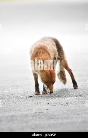 Urban Red Fox di scavenging del cibo su un percorso in un parco Foto Stock