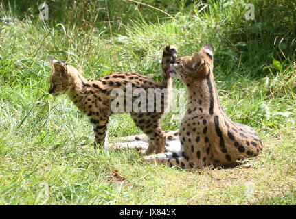 Madre Serval africano (Leptailurus serval) per la pulizia del pelo del suo bambino cub. Foto Stock