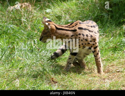 Femmina Serval africano (Leptailurus serval). Foto Stock