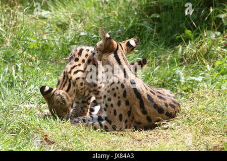 Madre Serval africano (Leptailurus serval) con gracidare neonato cub Foto Stock