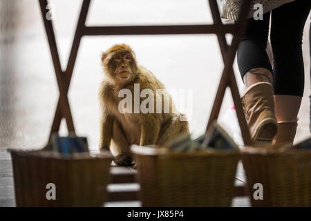 Un giovane Barbary macaque si appoggia in allontanamento da una persona che passa a un occupato cafè in Gibilterra la roccia superiore. Foto Stock