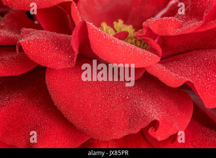 Texture e pattern di un rosa petalo di fiore, closeup macro, con pioggia di piccole goccioline di acqua su di esso, che mostra molti strati di petali e il fiore giallo Foto Stock