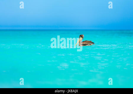 I capretti brown pelican galleggiante su un mare turchino dei Caraibi ad Eagle Beach, Aruba Foto Stock