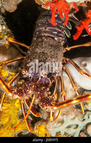 Vista ravvicinata di una unione Aragosta (Palinurus elephas), l'Escala, Costa Brava Catalogna Foto Stock