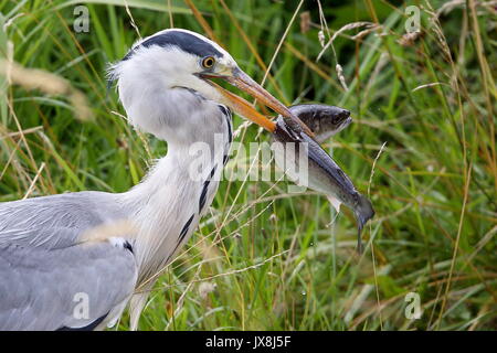 Heron con Herling fresco dal mare,coperto di pidocchi del mare Foto Stock