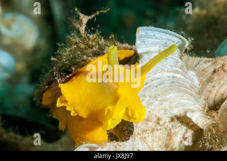 Ombrello giallo (slug Tylodina perversa) sul fondo del mare, l'Escala, Costa Brava Catalogna Foto Stock