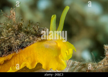 Ombrello giallo (slug Tylodina perversa) sul fondo del mare, l'Escala, Costa Brava Catalogna Foto Stock