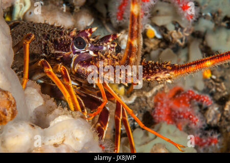 Vista ravvicinata di una unione Aragosta (Palinurus elephas), l'Escala, Costa Brava Catalogna Foto Stock