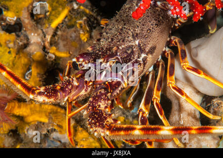 Vista ravvicinata di una unione Aragosta (Palinurus elephas), l'Escala, Costa Brava Catalogna Foto Stock