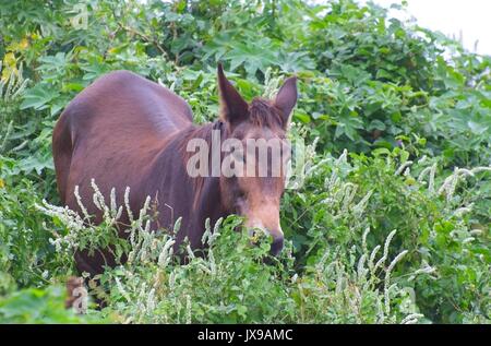 Cavallo al pascolo sul lato della strada dalla Pololu Valley View lookout, Hawaii vicino al Akoni Pule autostrada Foto Stock