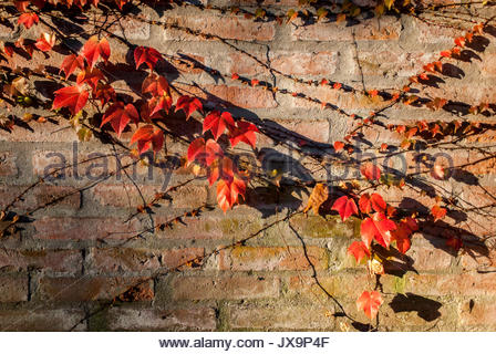 Red pianta strisciante di un muro di mattoni Foto Stock