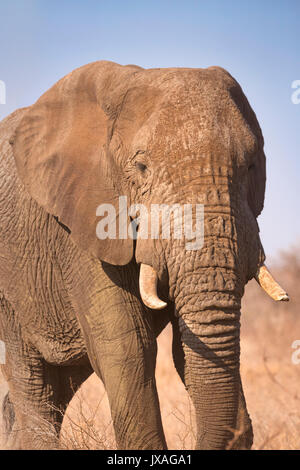 Un elefante nel Parco Nazionale di Kruger in Sud Africa. Foto Stock