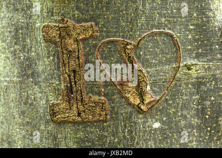 Graffiti incisi nella corteccia di un albero con la lettera 'I' e un cuore. Foto Stock