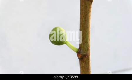 Un unico stelo con un solitario immaturo verde fig frutta, contro uno sfondo bianco. Foto Stock