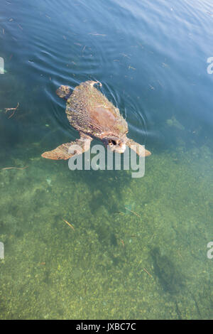 Una delle tartarughe / Tartarughe caretta caretta nel porto di Argostoli, Cefalonia, Grecia Foto Stock