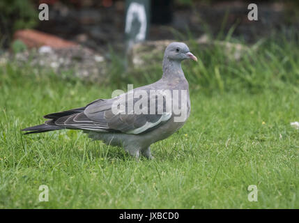 I capretti il colombaccio Columba palumbus Foto Stock