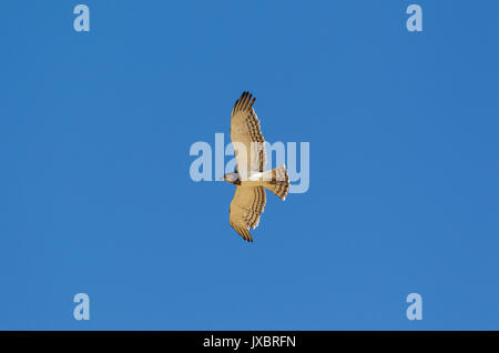 Nero-chested Snake Eagle (Circaetus pettorale), in volo, Deserto Kalahari, Kgalagadi Parco transfrontaliero, Sud Africa Foto Stock