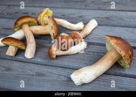 Fungo Porcino su sfondo di legno Foto Stock