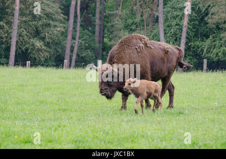 Bisonte europeo Foto Stock