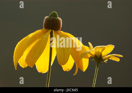 Shiny Coneflower "sole autunnale' / (Rudbeckia nitida) | Fallschirm-Sonnenhut 'Herbstsonne' / (Rudbeckia nitida) Foto Stock