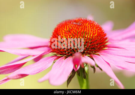 Purple Coneflower / (Echinacea purpurea, Rudbeckia purpurea) | Purpur-Sonnenhut / (Echinacea purpurea, Rudbeckia purpurea) Foto Stock