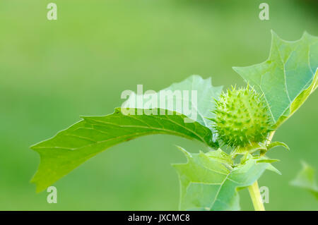 Thorn Apple, frutta / (Datura stramonium) | Weisser Stechapfel, Frucht / (Datura stramonium) Foto Stock