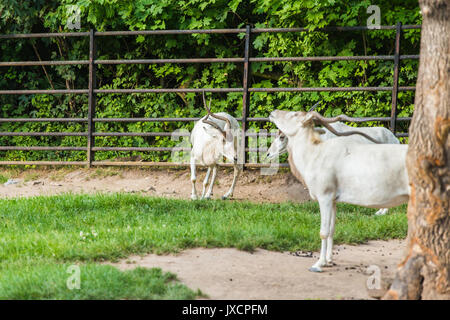 Antilope addax con le corna ricurve sulla natura. Foto Stock