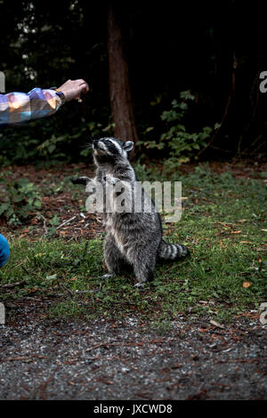 Un razzo raccoon è in piedi fino a raggiungere qualcuno tenta di nutrirlo in Stanley Park di Vancouver, BC. Foto Stock