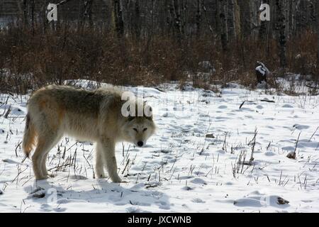 Grizz dal Yamnuska Wolfdog Santuario in Cochrane, Alberta, Canada Foto Stock