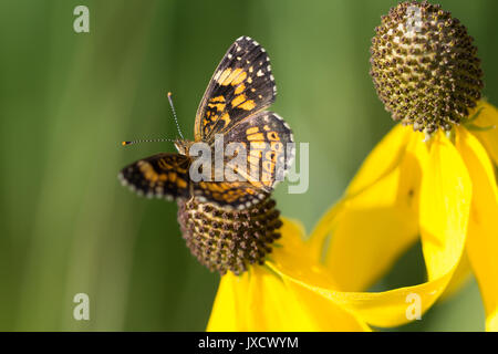 Una perla crescent butterfly su un black-eyed Susan Foto Stock