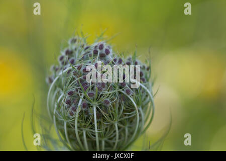 Queen Anne's laccio (wild carota) Foto Stock
