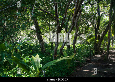 Bellissimi alberi di spessore su un percorso trekking attraverso la foresta pluviale in Sarapiqui, Costa Rica. Foto Stock