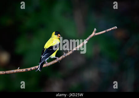 American cardellino appollaiato su un ramo Foto Stock