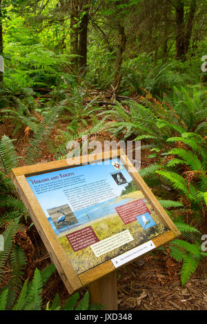 Scheda interpretativa lungo la flora e la Fauna Trail, Kilchis Point Reserve, Bay City, Oregon Foto Stock