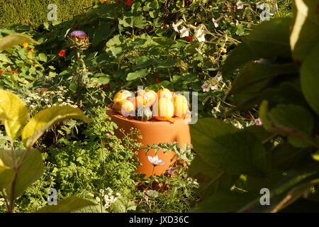 Pois, fiore, esposizione, Giardino, Giardinaggio, prodotti, impostazione, bucolico, Giardino di campagna, stile di vita, orticoltura, Gourd giallo Foto Stock