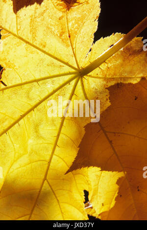 Devils Club in foglie di autunno sul Lago di Ann Trail, Okanogan National Forest, Washington Foto Stock