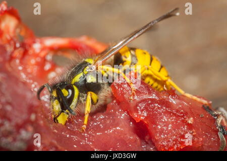 Uno dei pulitori nature common wasp (Vespula vulgaris) è visto rimuovendo la carne dai resti di un uccello morto Foto Stock