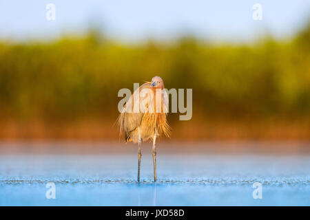 Adulto Garzetta rossastra in piedi in acque poco profonde della laguna di Fort De Soto Park, Florida e visualizzando la sua favolosa piumaggio / piume Foto Stock