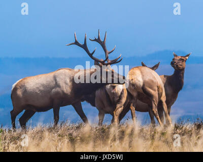 Solchi tule elk sul punto di tomales trail in pt reyes National Seashore, ca us Foto Stock