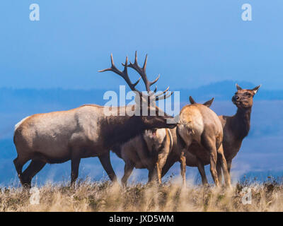 Solchi tule elk sul punto di tomales trail in pt reyes National Seashore Foto Stock