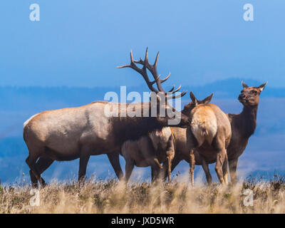 Solchi tule elk sul punto di tomales trail in pt reyes National Seashore Foto Stock