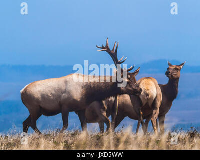 Solchi tule elk sul punto di tomales trail in pt reyes National Seashore Foto Stock