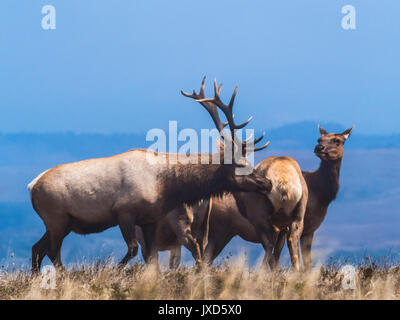 Solchi tule elk sul punto di tomales trail in pt reyes National Seashore Foto Stock