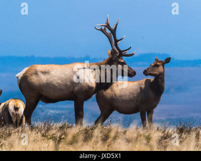 Solchi tule elk sul punto di tomales trail in pt reyes National Seashore Foto Stock